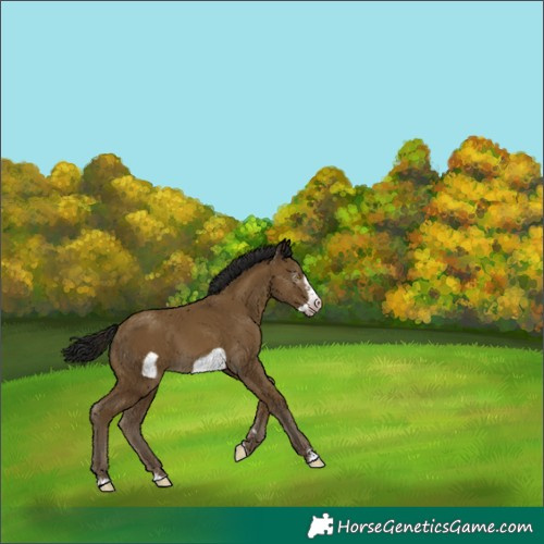 Horse Color:Gray Classic Cream Champagne Frame