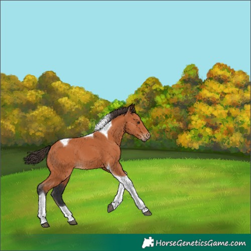 Horse Color:Bay Tobiano 
