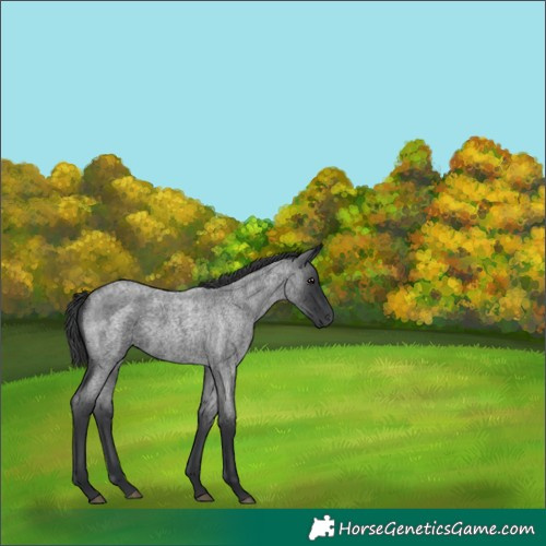 Horse Color:Blue Roan 