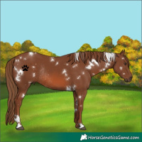 Horse Color:White Spotted Chestnut Rabicano 