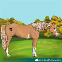 Horse Color:Chestnut 