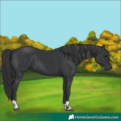 Horse Color:Black and Black