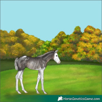 Horse Color:Silver Smoky Black Sabino Splash Appaloosa Rabicano