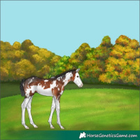 Horse Color:White Spotted Brown Splash Frame 