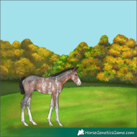 Horse Color:Brown Sabino Rabicano