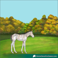 Horse Color:Bay Dun Sabino 