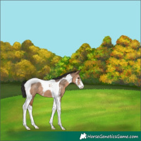 Horse Color:Brown Dun Sabino Tobiano 