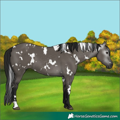 Horse Color:Gray White Spotted Grullo 