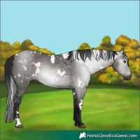 Horse Color:Gray White Spotted Grullo 