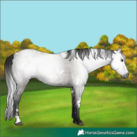 Horse Color:Gray White Spotted Grullo
