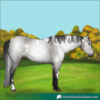 Horse Color:Gray White Spotted Grullo 