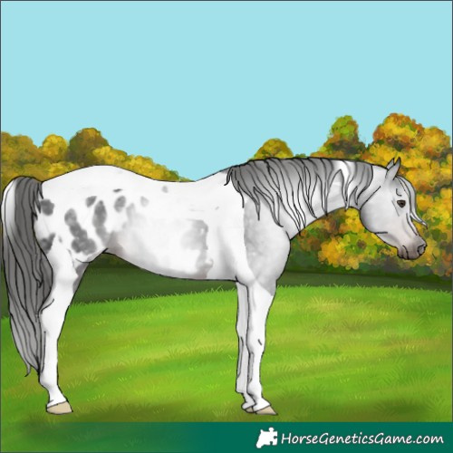 Horse Color:Gray Liver Chestnut Tobiano Blanket 