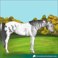 Horse Color:Gray Liver Chestnut Tobiano Appaloosa