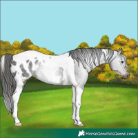 Horse Color:Gray Liver Chestnut Tobiano Appaloosa 