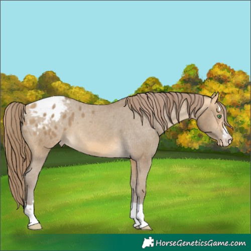 Horse Color:Sable Cream Champagne Appaloosa 