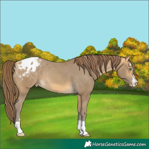 Horse Color:Sable Cream Champagne Appaloosa 