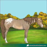Horse Color:Sable Cream Champagne Varnish