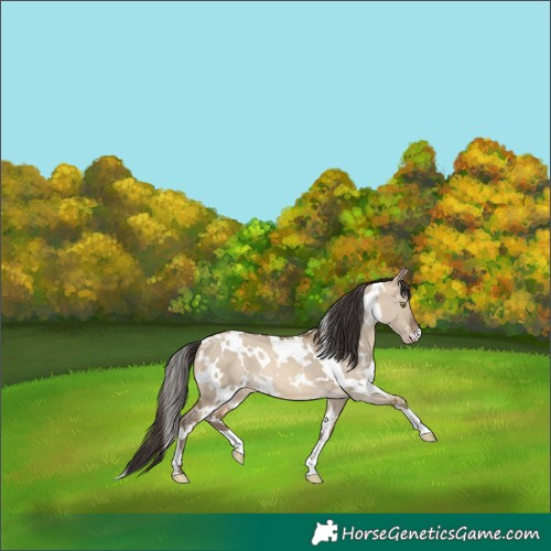 Horse Color:White Spotted Amber Champagne Dun 