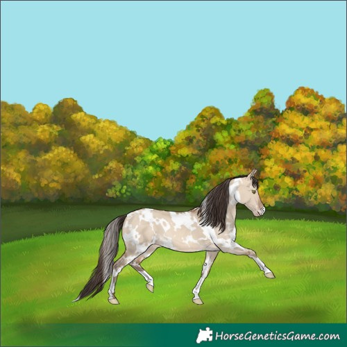 Horse Color:White Spotted Amber Champagne Dun