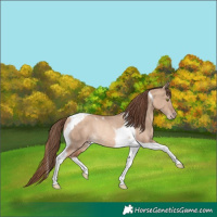 Horse Color:Gold Champagne Dun Tobiano Rabicano 