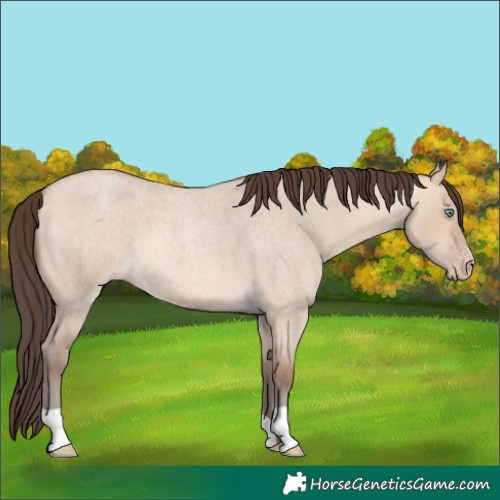 Horse Color:Amber Champagne Roan Dun