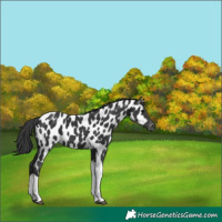 Horse Color:Black Tobiano Appaloosa 