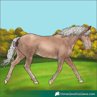 Horse Color:Gold Champagne Mushroom 