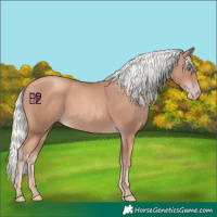 Horse Color:Gold Champagne Mushroom 