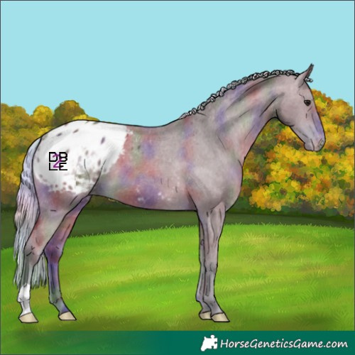 Horse Color:Nacre Silver Bay Appaloosa
