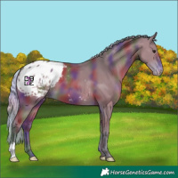 Horse Color:Nacre Silver Bay Appaloosa