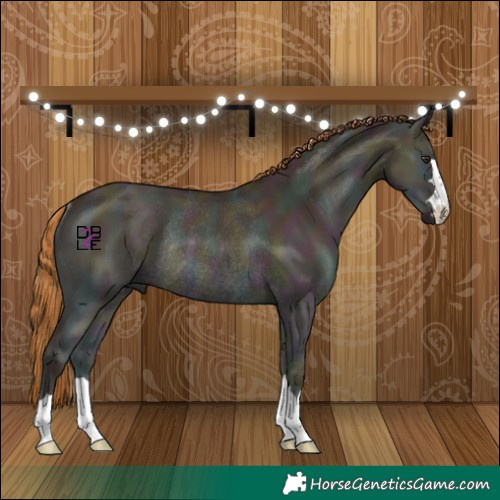 Horse Color:Midnight Red Dun Ice Onyx Rabicano 