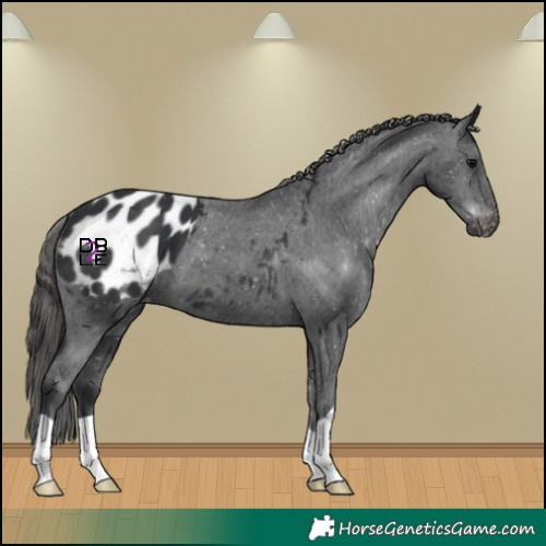 Horse Color:Black Blanket 