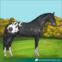 Horse Color:Black Appaloosa