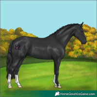 Horse Color:Black Chinchilla