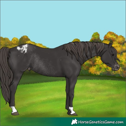 Horse Color:Smoky Black Appaloosa Rabicano 