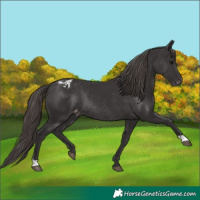Horse Color:Smoky Black Appaloosa Rabicano