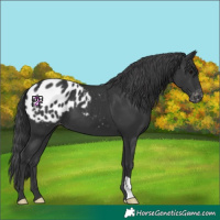 Horse Color:Black Appaloosa 