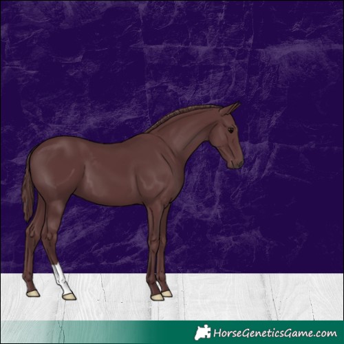 Horse Color:Chocolate Black