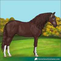 Horse Color:Gray Chocolate Black