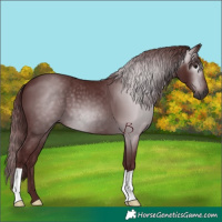 Horse Color:Gray Chocolate Black