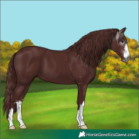 Horse Color:Gray Chocolate Black 