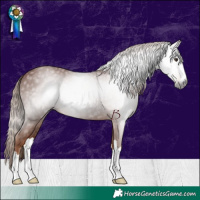 Horse Color:Gray Chestnut