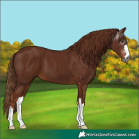 Horse Color:Gray Chestnut 