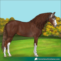 Horse Color:Gray Chestnut 