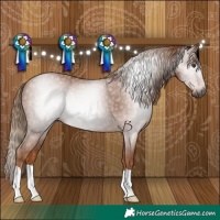 Horse Color:Gray Chestnut