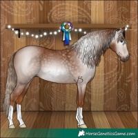 Horse Color:Gray Chestnut 