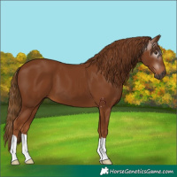 Horse Color:Gray Chestnut 