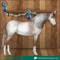 Horse Color:Gray Chestnut 