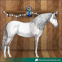 Horse Color:Gray Chestnut 