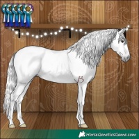 Horse Color:Gray Chestnut 